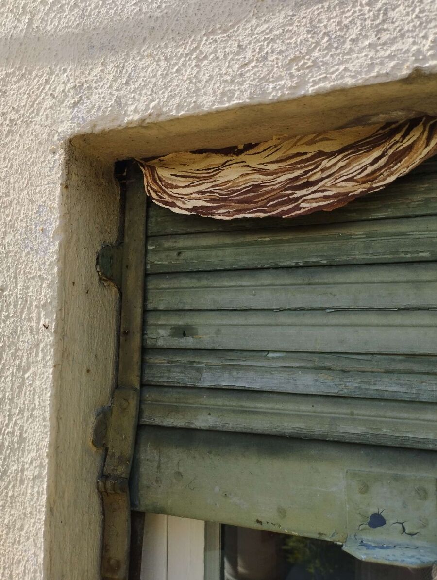 wespennest_entfernen