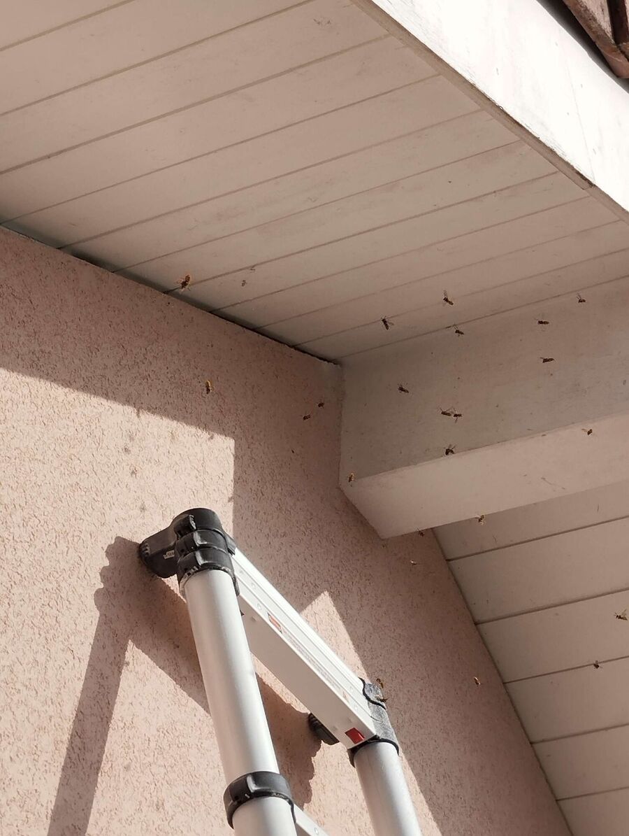 wespennest_entfernen