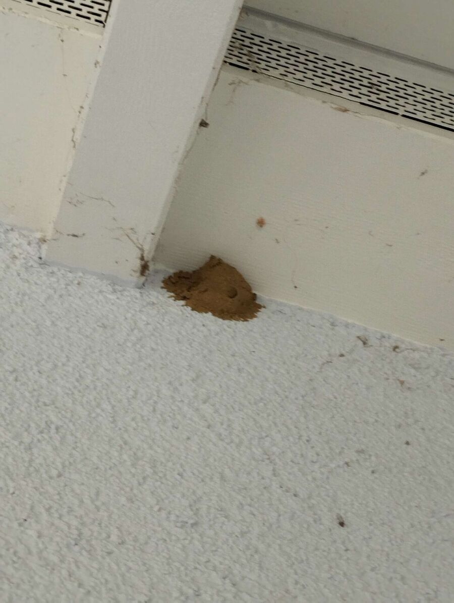 wespennest_entfernen