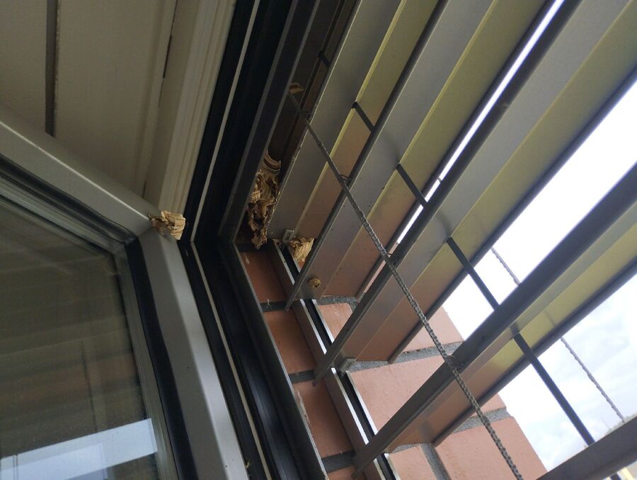 wespennest_entfernen