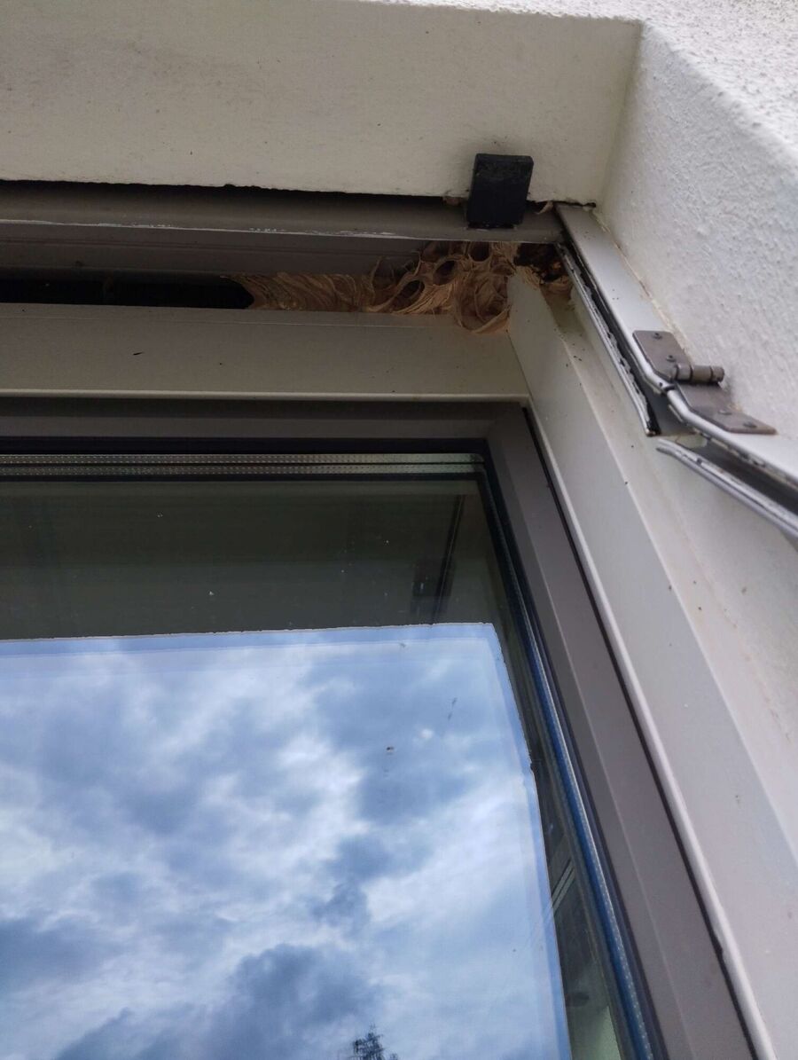 wespennest_entfernen