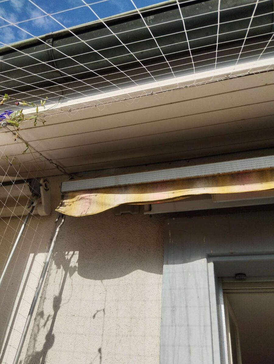 wespennest_entfernen