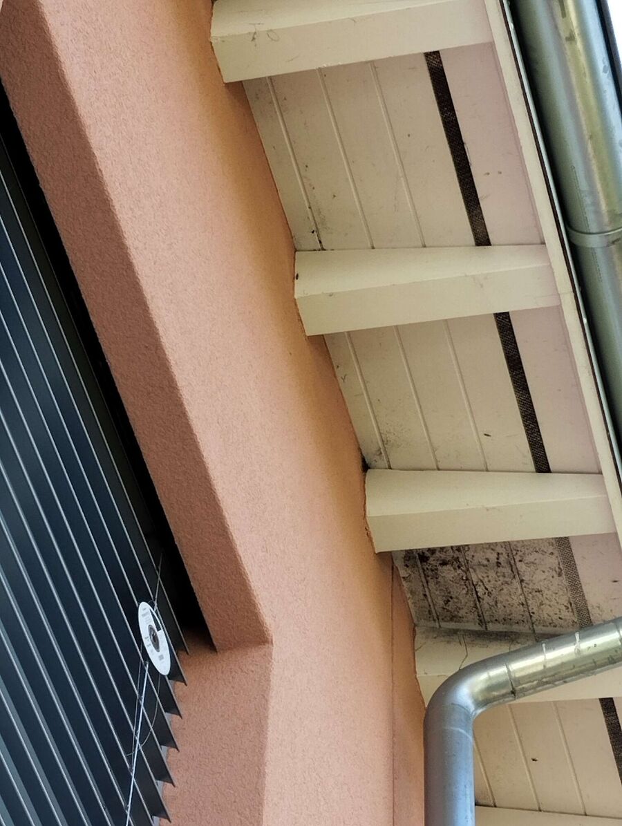 wespennest_entfernen