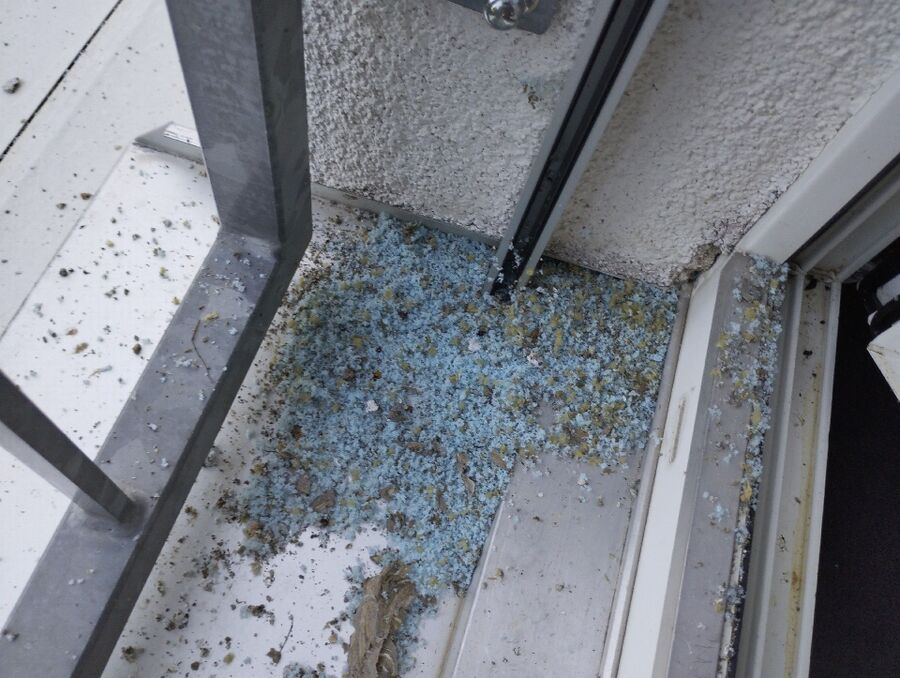 wespennest_entfernen