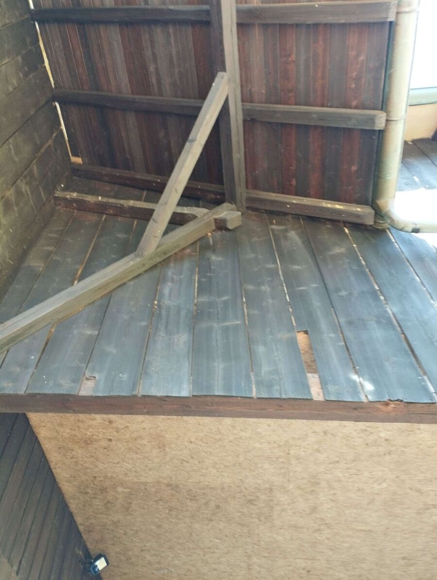 wespennest_entfernen