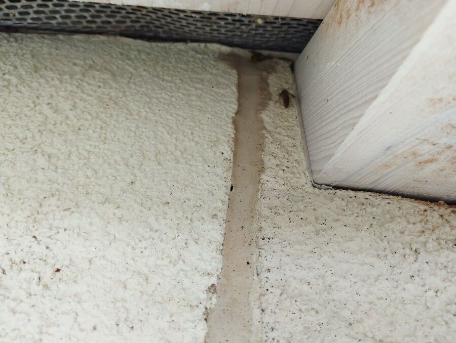 wespennest_entfernen