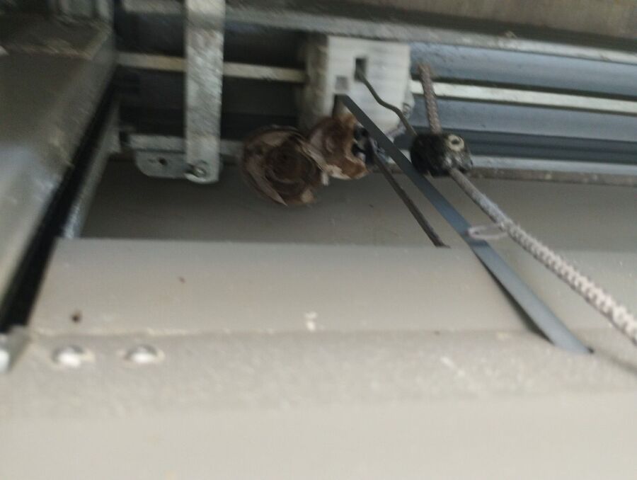 wespennest_entfernen