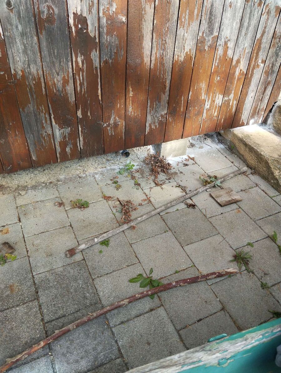 wespennest_entfernen