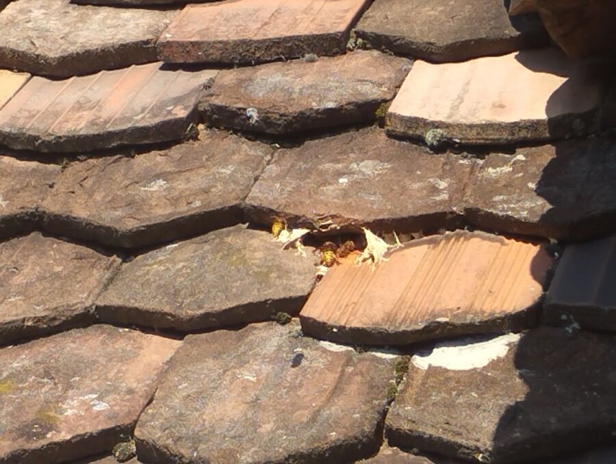 wespennest_entfernen