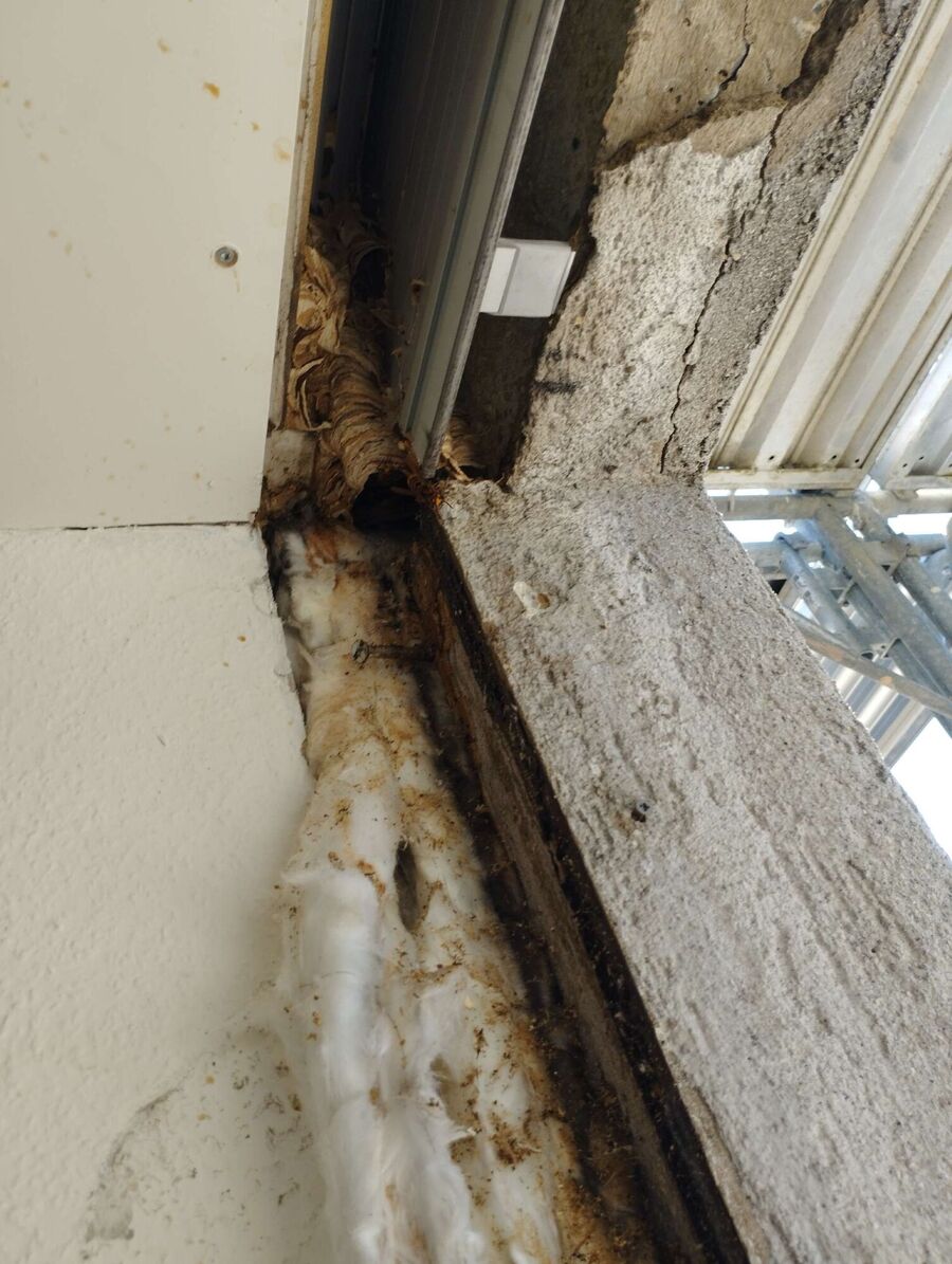 wespennest_entfernen