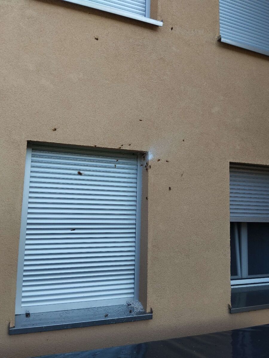 wespennest_entfernen