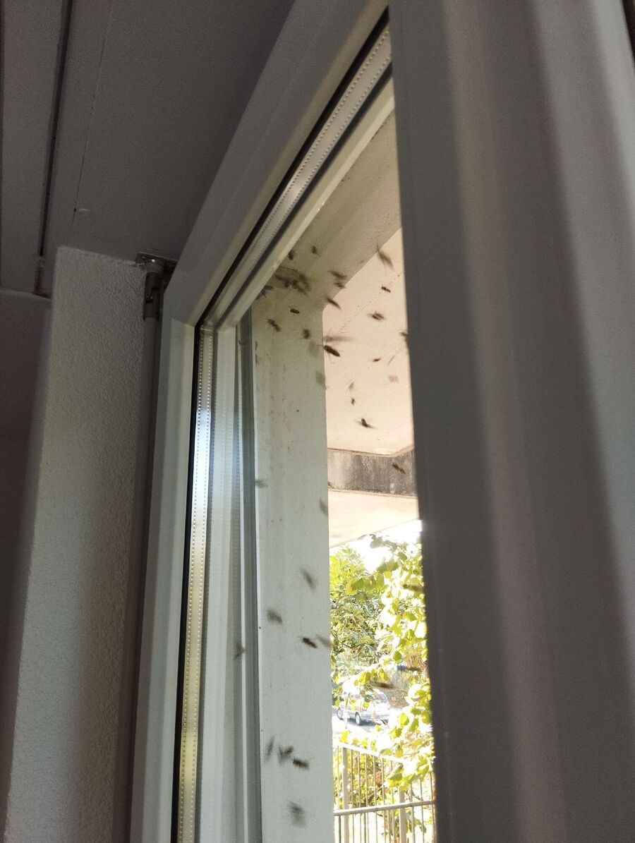 wespennest_entfernen