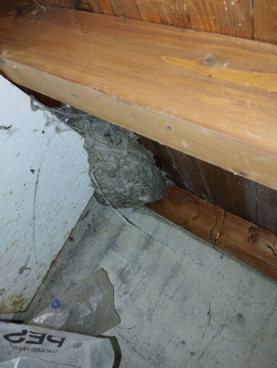 wespennest_entfernen