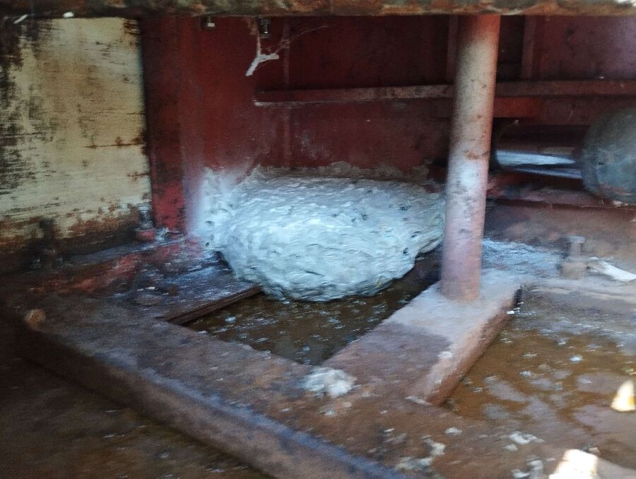 wespennest_entfernen