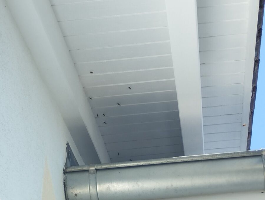 wespennest_entfernen