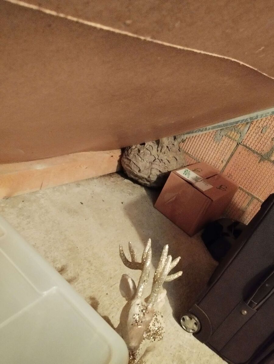 wespennest_entfernen