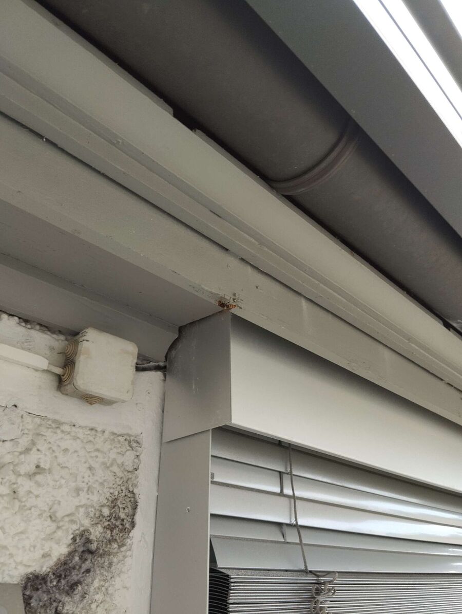 wespennest_entfernen