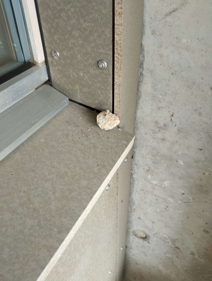 wespennest_entfernen