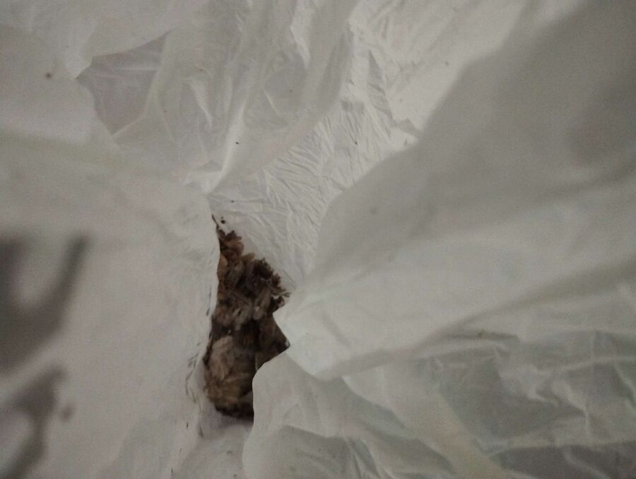 wespennest_entfernen