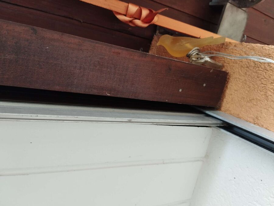 wespennest_entfernen