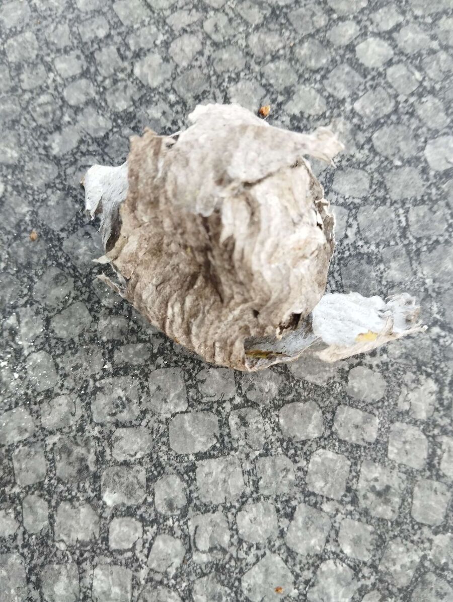 wespennest_entfernen