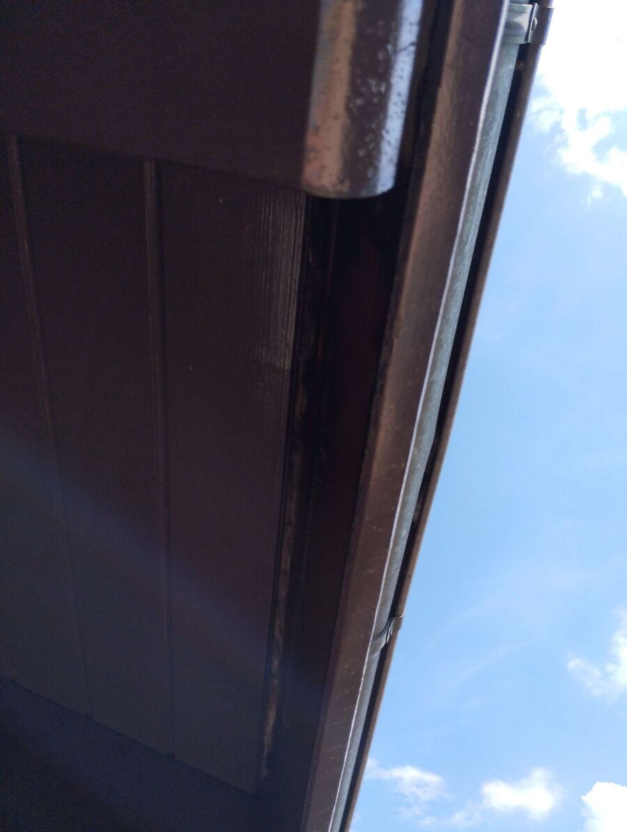 wespennest_entfernen