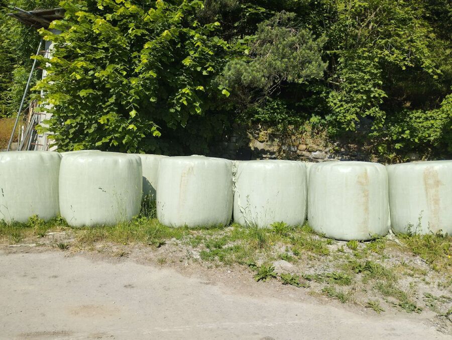 wespennest_entfernen