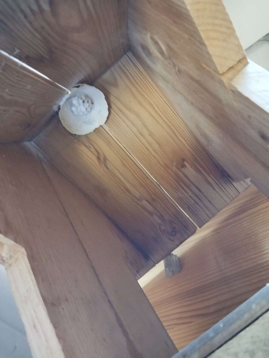 wespennest_entfernen