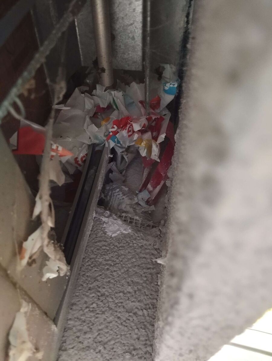 wespennest_entfernen