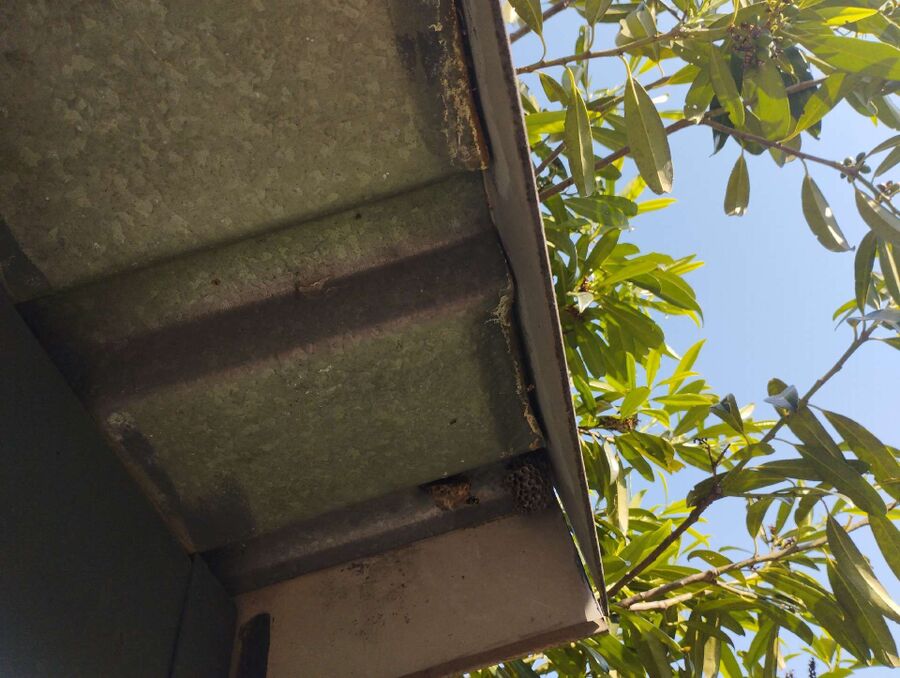 wespennest_entfernen