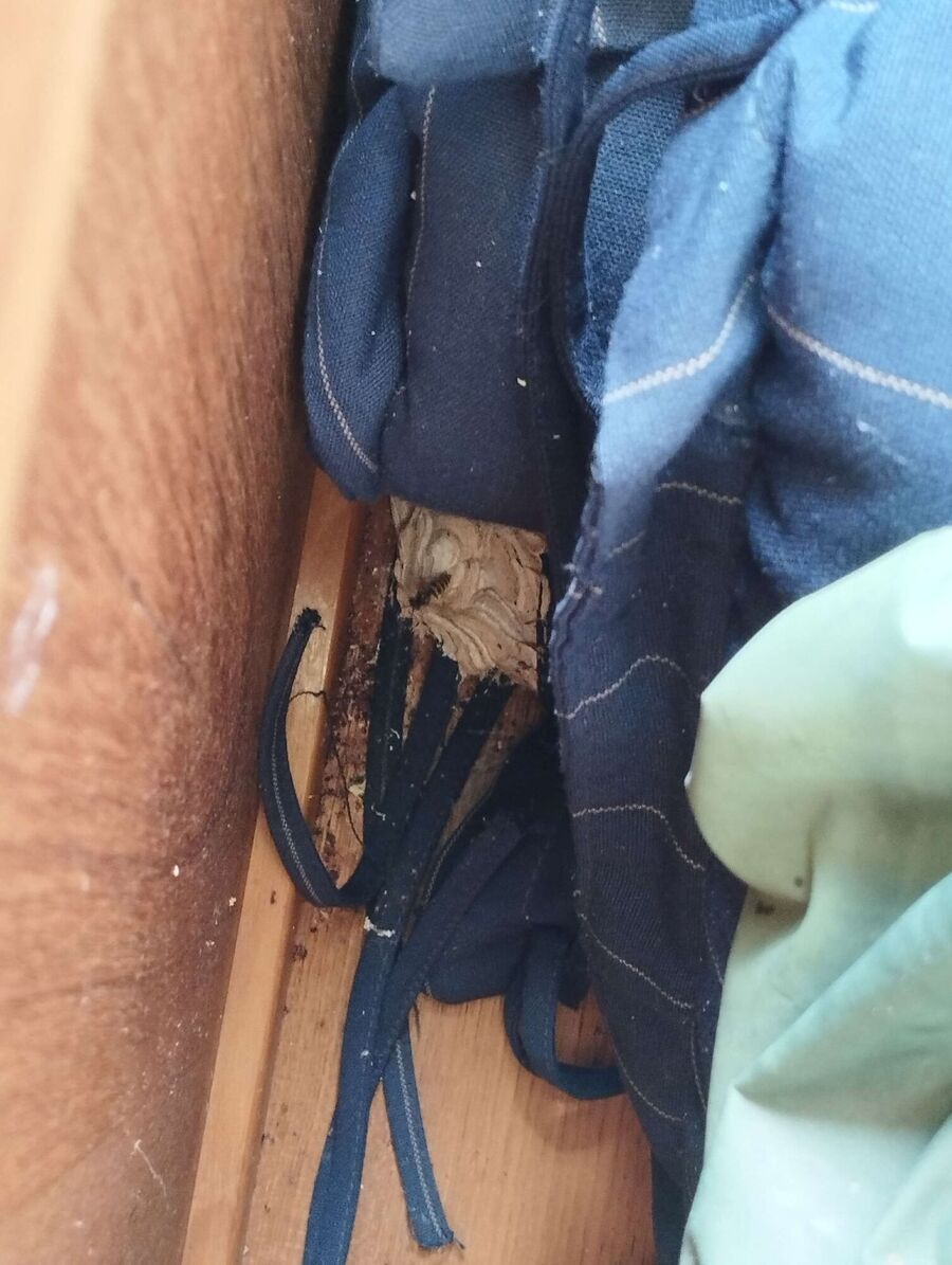 wespennest_entfernen