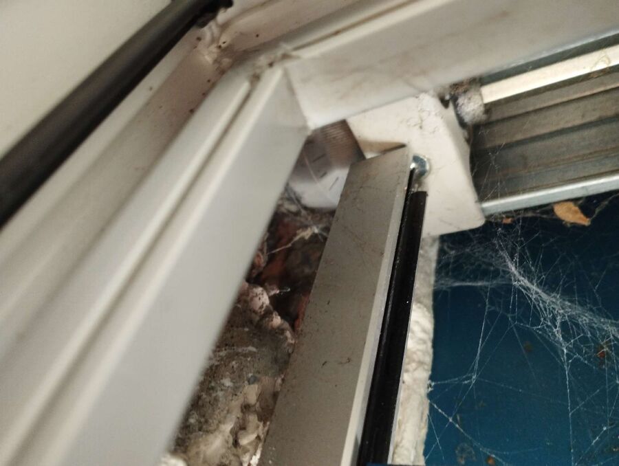 wespennest_entfernen