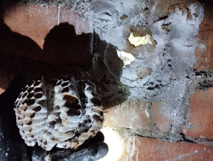 wespennest_entfernen