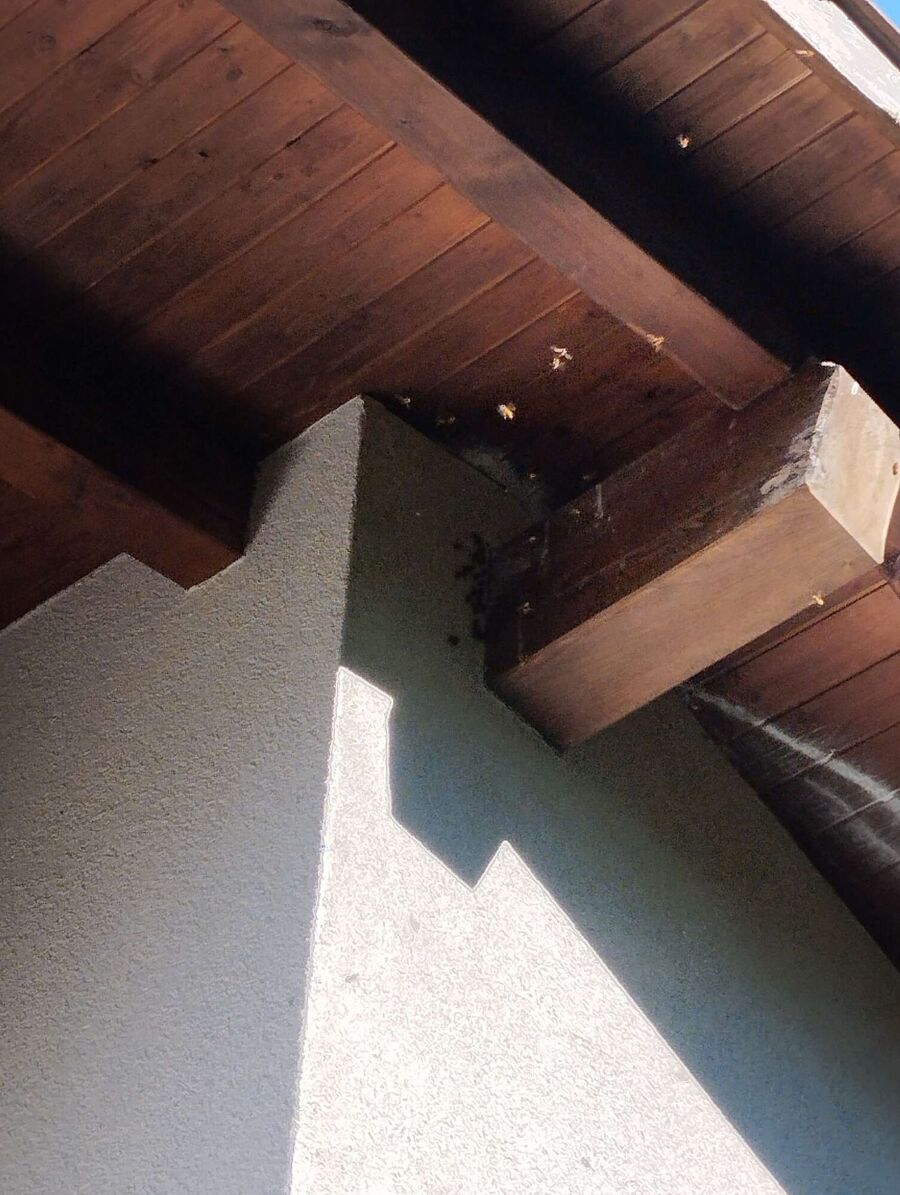 wespennest_entfernen