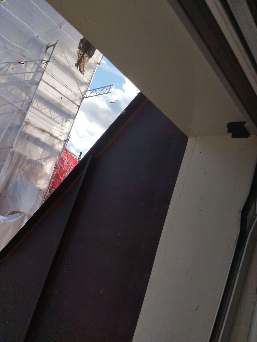 wespennest_entfernen