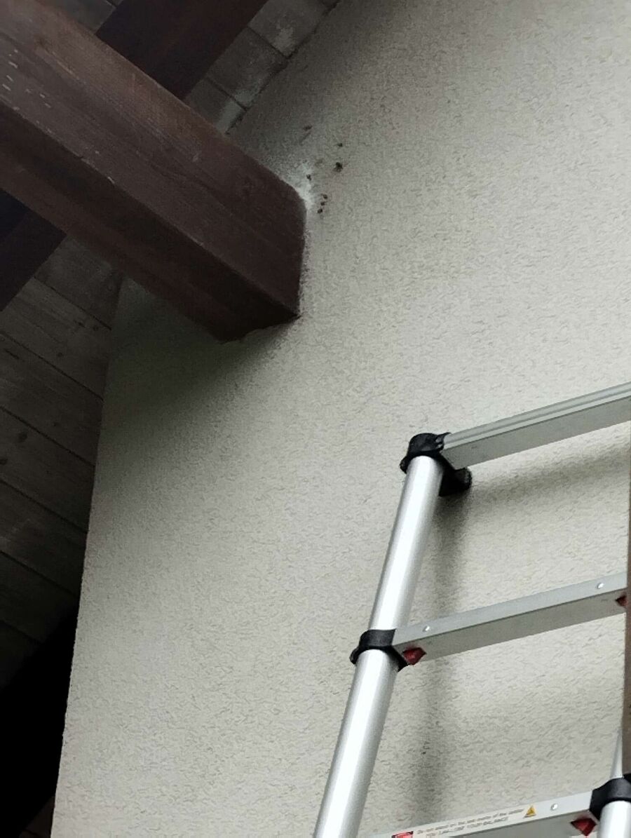 wespennest_entfernen