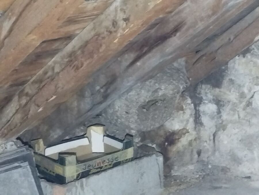 wespennest_entfernen