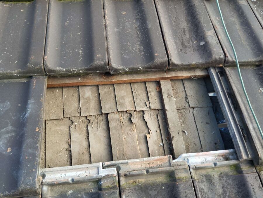 wespennest_entfernen