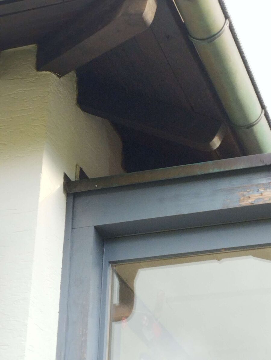 wespennest_entfernen