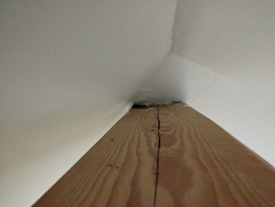 wespennest_entfernen