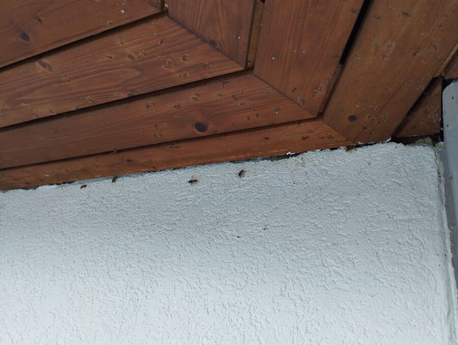 wespennest_entfernen