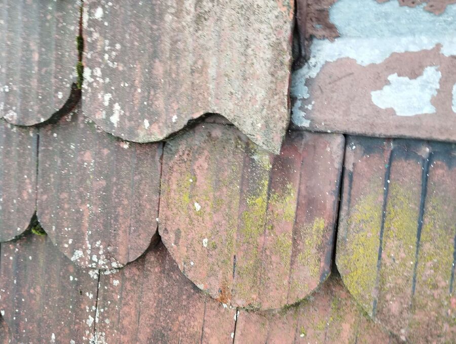 wespennest_entfernen