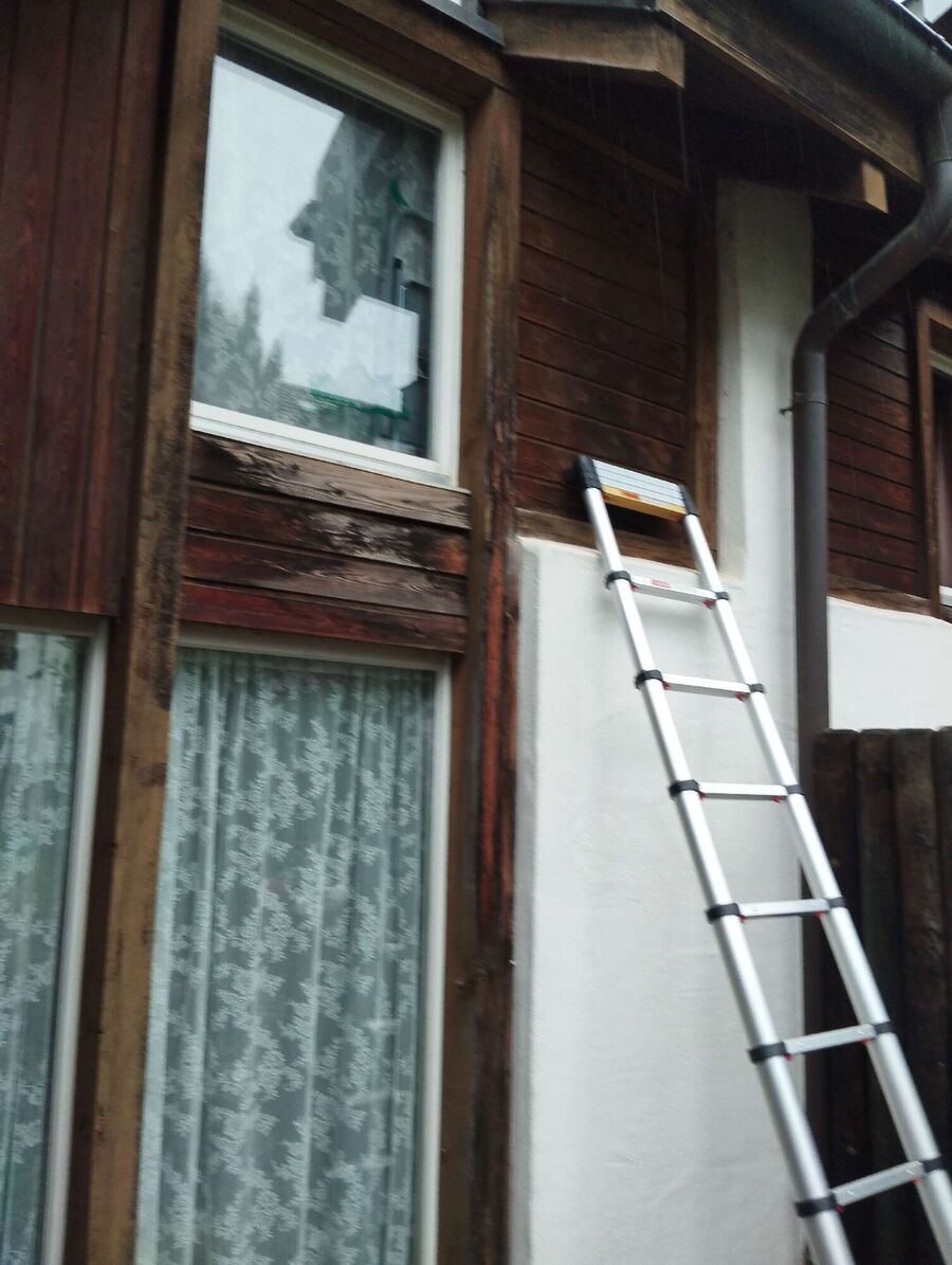 wespennest_entfernen