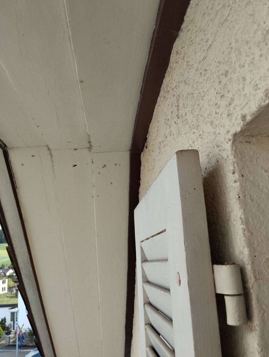 wespennest_entfernen