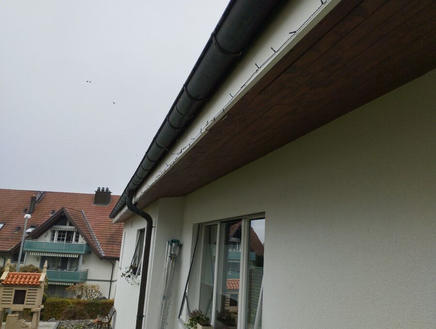 wespennest_entfernen