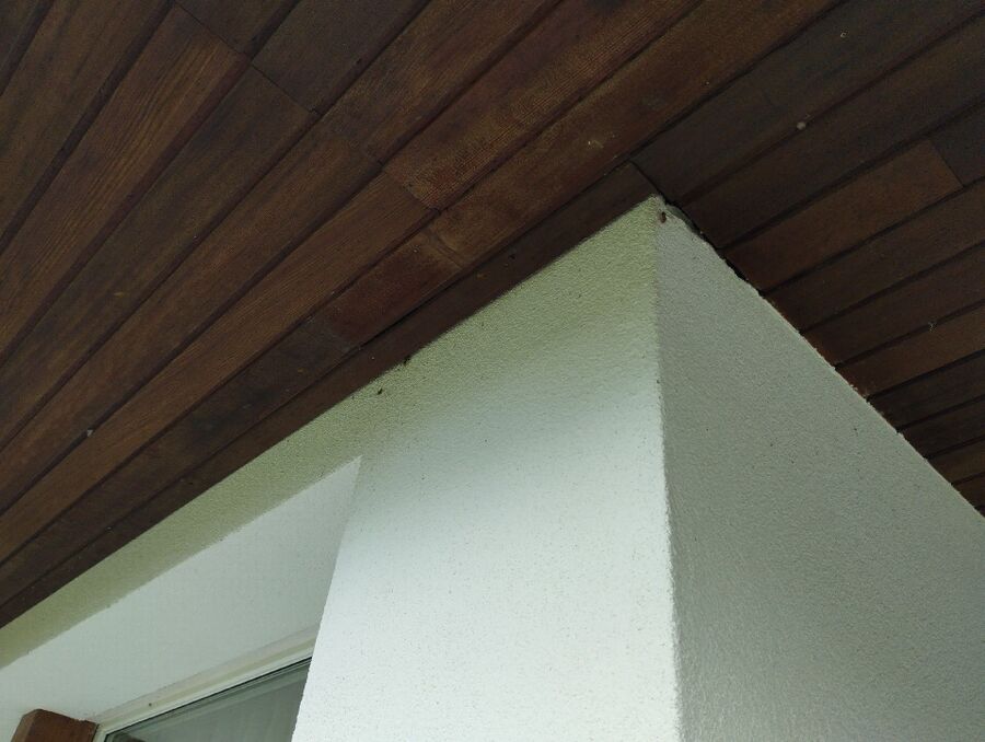 wespennest_entfernen