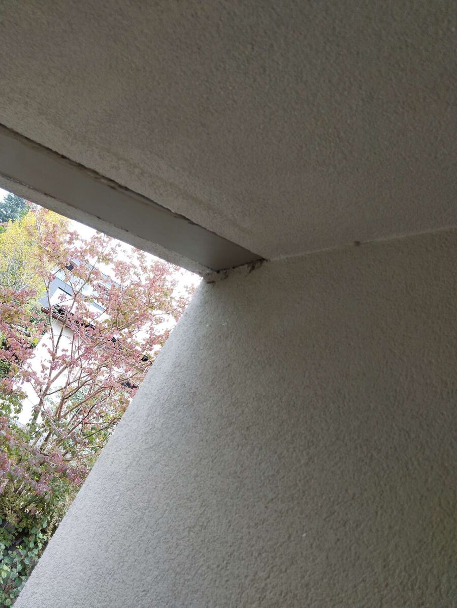 wespennest_entfernen