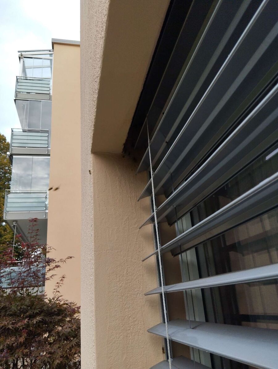 wespennest_entfernen