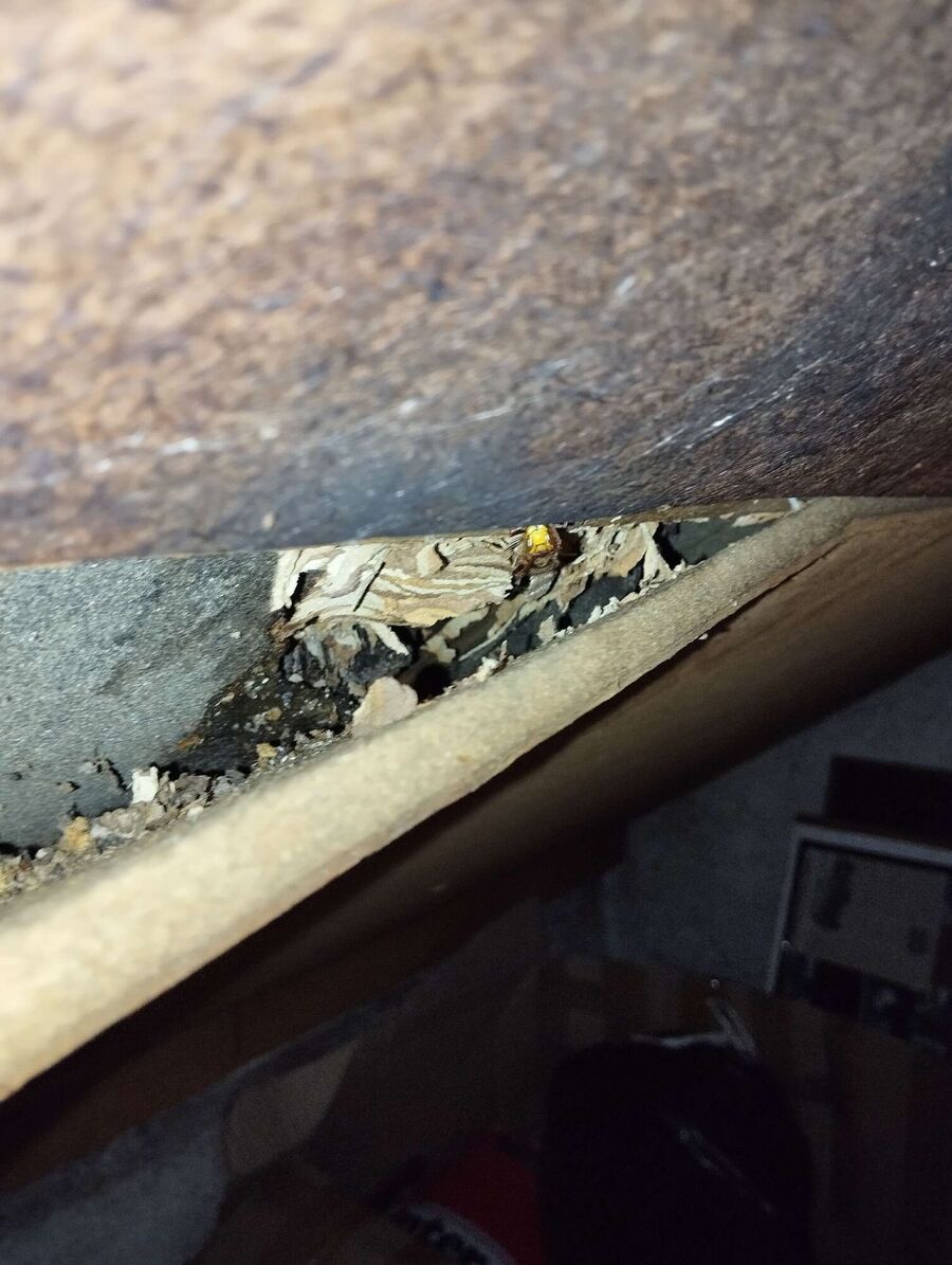 wespennest_entfernen