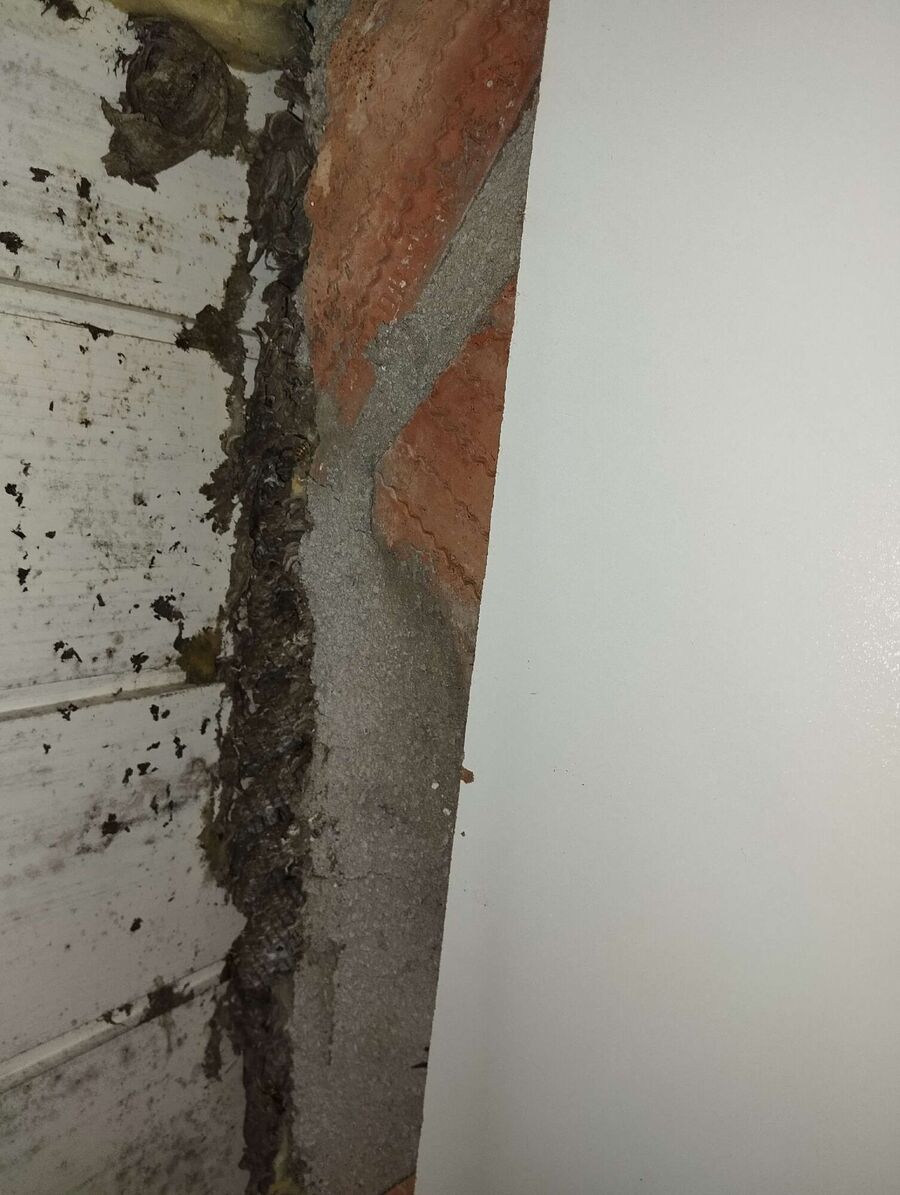 wespennest_entfernen